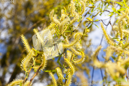 Image of beautiful willow tree