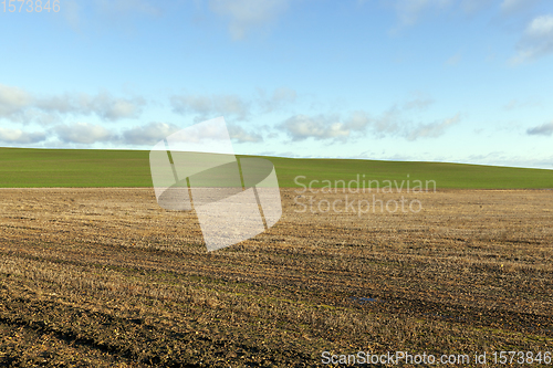 Image of field with plants, landscape