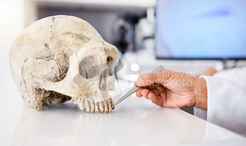 Image of Forensic, science and person with skull in lab to study, test or analyze anatomy for medical or history research in dna. Human, skeleton and education with head or bone on table with scientist hands