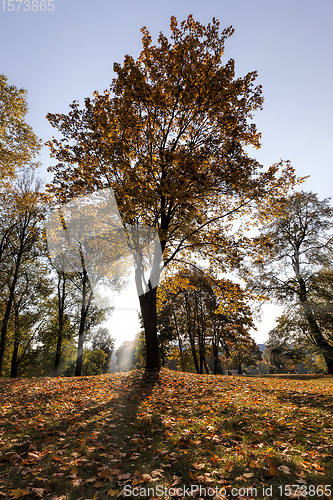 Image of yellowing leaves