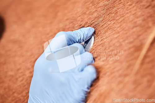 Image of Vet hand, stethoscope and horse farm with wellness, healthcare and support with animal in countryside. Nurse, woman and helping with heart and monitoring outdoor with from nursing and medical job