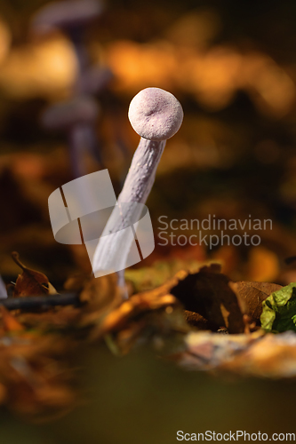 Image of amethyst deceiver in orange autumn light