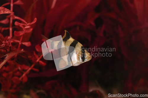 Image of Barb exotic fish in aquarium