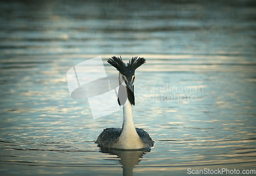 Image of beautiful great crested grebe on pond