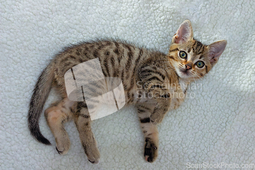 Image of cute kitten lying on white blanket