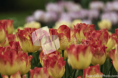 Image of red and yellow tulips