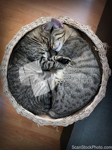 Image of two kittens sleeping together