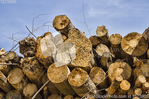 Image of solid tree trunk