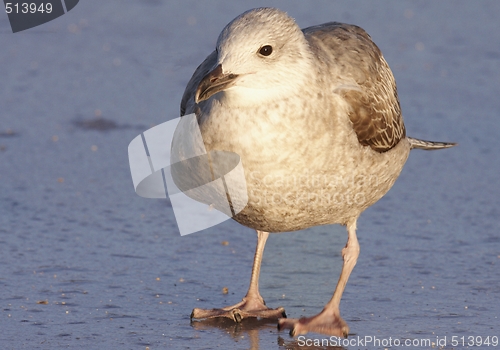 Image of Seagull. 