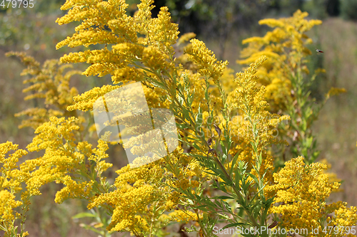 Image of Goldenrod yellow meadow flowers