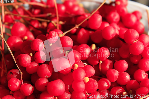 Image of red ripe schisandra 