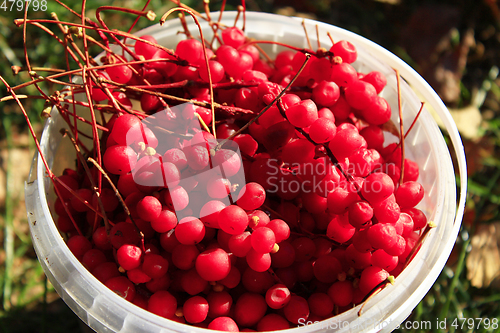 Image of red ripe schisandra in the bucket