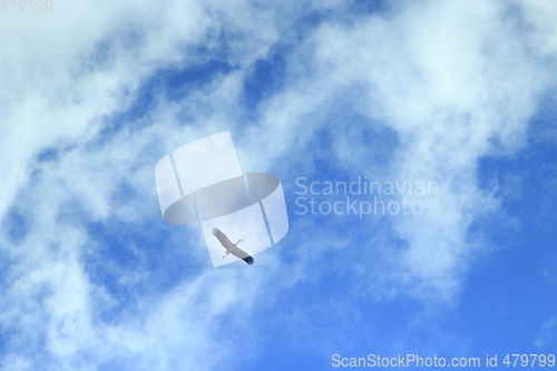 Image of stork flying in the blue sky