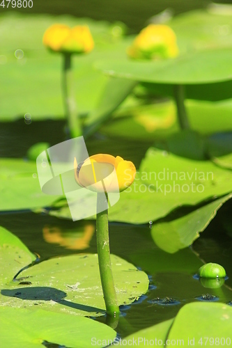 Image of yellow flowers of Nuphar lutea