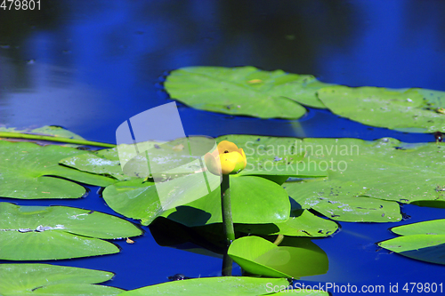 Image of yellow flowers of Nuphar lutea