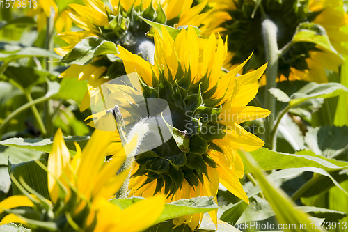 Image of large number of yellow sunflowers