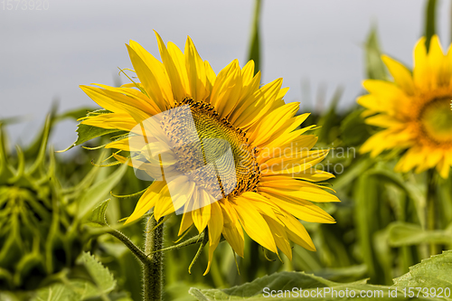 Image of field annual sunflowers