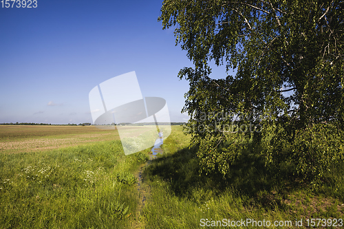 Image of deciduous trees