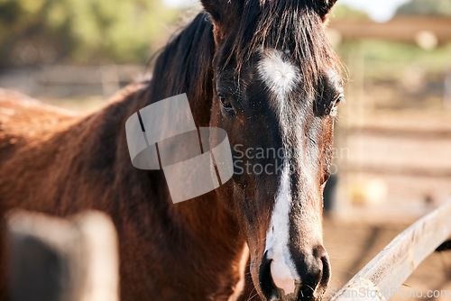 Image of Calm, horse and portrait outdoor on farm, countryside or nature in summer with animal in agriculture or environment. Stallion, pet or mare pony at stable fence for equestrian riding or farming