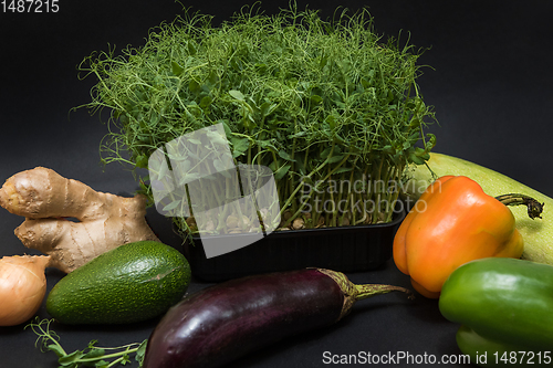 Image of Micro greens sprouts