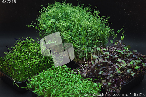 Image of Micro greens sprouts