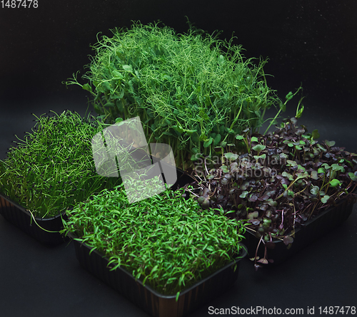 Image of Micro greens sprouts