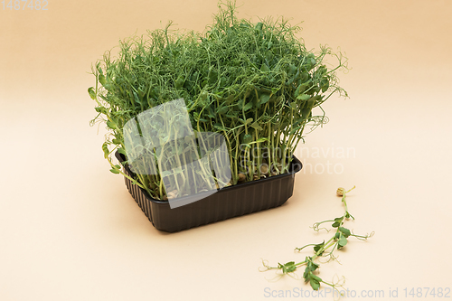 Image of Micro greens sprouts of peas