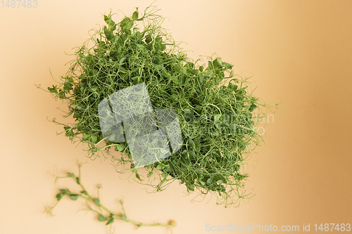 Image of Micro greens sprouts of peas