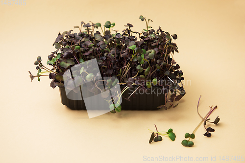 Image of Micro greens sprouts of peas