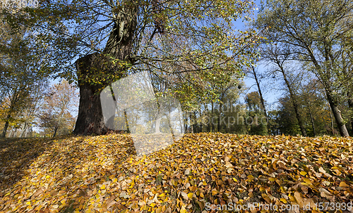 Image of Park with trees