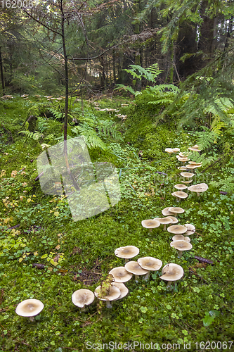 Image of fairy ring in a forest