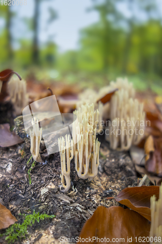 Image of coral fungi closeup