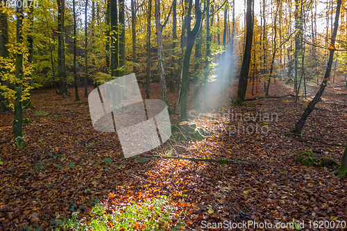 Image of sunbeam in a forest