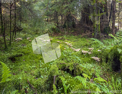 Image of fairy ring in a forest