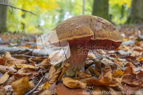 Image of scarletina bolete closeup