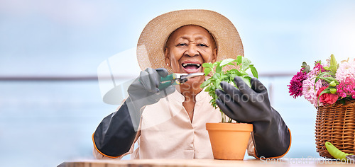 Image of Gardening, senior and woman prune plant with happiness outdoor in nature for spring, flowers and growth. Smile, black person and leaves in backyard of home for vegetable care or agriculture for food