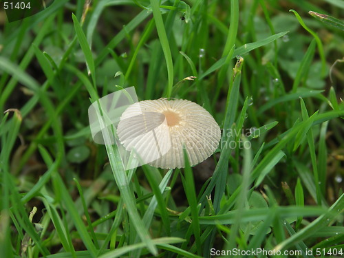 Image of Mushroom