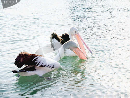 Image of Australian Wildlife - Pelicans  fishing on lake