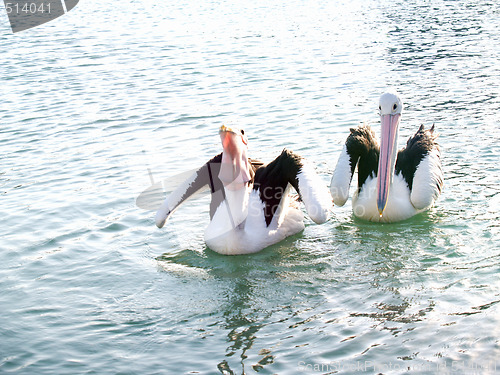 Image of Australian Wildlife - Pelicans catching food on lake