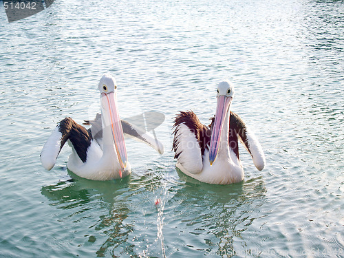 Image of Wildlife - Two pelicans fishing for food 