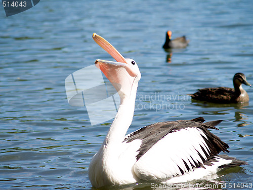 Image of Australian Wildlife - Pelican catching  food on lake