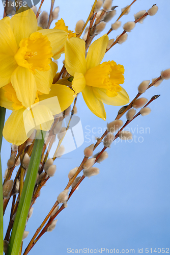 Image of Daffodils on Blue