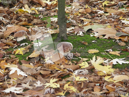 Image of Mushrooms
