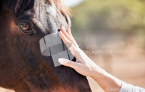 Image of Woman, hand and touching horse in nature outdoor for bonding and relax on farm, ranch or countryside. Animal, person and feeling stallion for freedom, adventure or vacation in summer with care