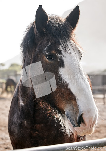 Image of Calm, horse and portrait on farm outdoor in countryside or nature in summer with animal in agriculture or environment. Stallion, pet or mare pony at stable fence for equestrian riding or farming