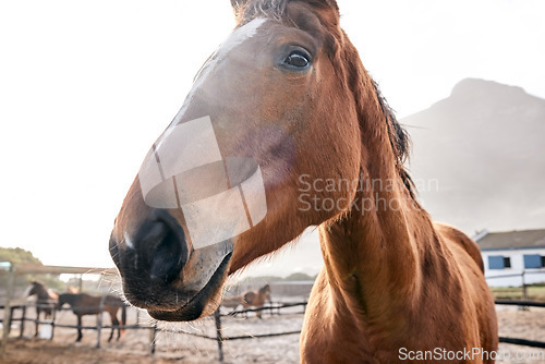 Image of Horse, closeup and portrait outdoor on farm, countryside or nature in summer with animal in agriculture or environment. Stallion, pet or mare pony at stable fence for equestrian riding or farming