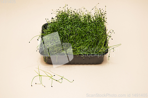 Image of Micro greens sprouts of amaranth