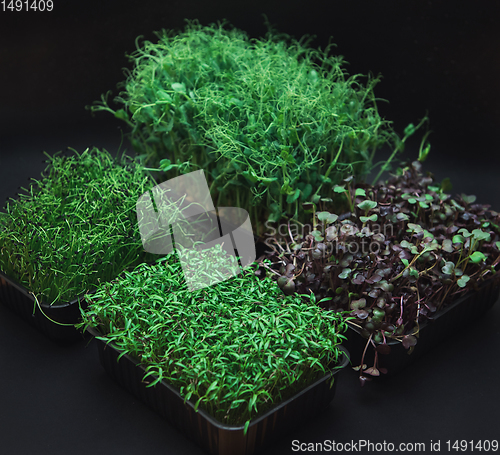 Image of Micro greens sprouts