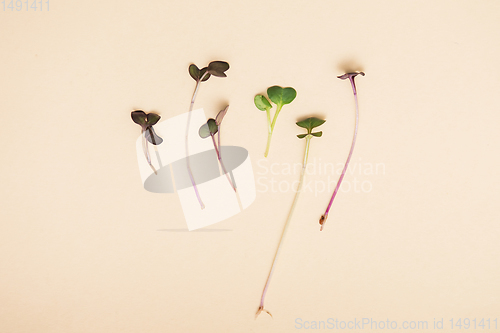 Image of Micro greens sprouts of peas