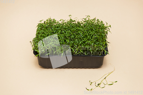 Image of Micro greens sprouts of amaranth